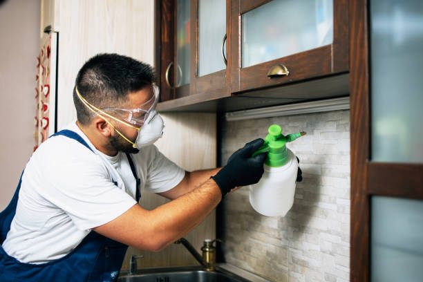 Best Flea Control Services  in Clayton, OH